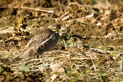 Авдотка (Burhinus oedicnemus). Птицы Кыргызстана.