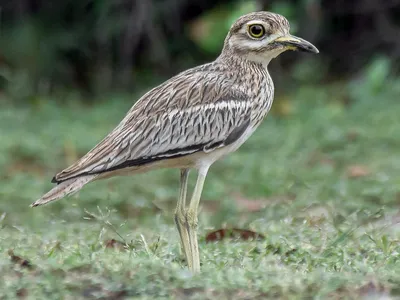 Индийская авдотка - eBird