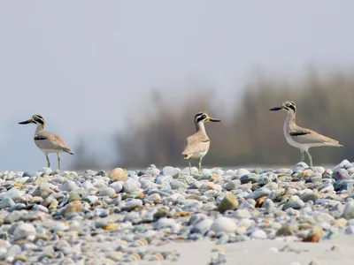 Крабовая авдотка - eBird