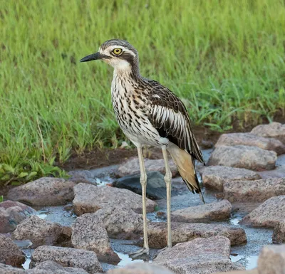 Водяная авдотка - eBird