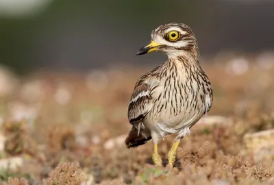 traveltoparks - Водяная авдотка (Burhinus vermiculatus)... | Facebook