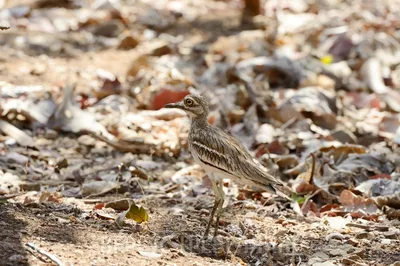 Авдотка (Burhinus oedicnemus). Птицы Европейской России.