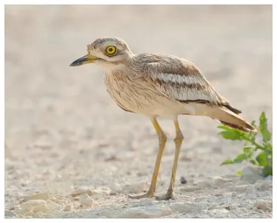 Авдотка (Burhinus oedicnemus). Птицы Кыргызстана.