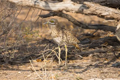 Авдотка Burhinus oedicnemus (Linnaeus, 1758) - Птицы (Aves) - Разделы -  Красная книга Оренбургской области