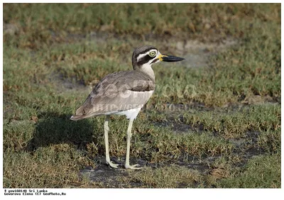 Авдотка капская - Burhinus capensis