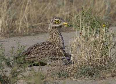 Bush Stone-Curlew (Burhinus grallarius) | Curlew, Pet birds, Furry friend