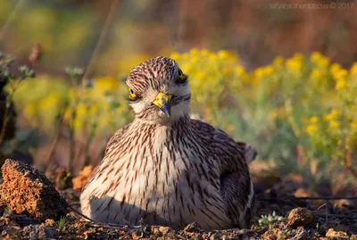 Фотография Большая рифовая авдотка (Esacus recurvirostris) Шри-Ланка |  Фотобанк ГеоФото/GeoPhoto | GetImages Group