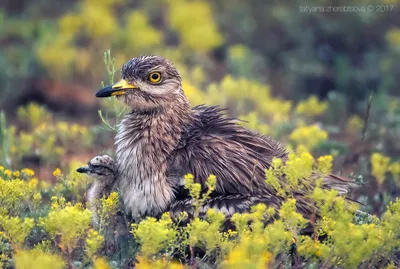 Авдотка капская - Burhinus capensis