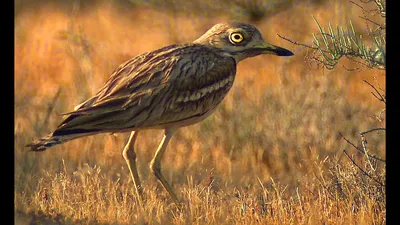 Авдотка (Burhinus oedicnemus) | Film Studio Aves - YouTube