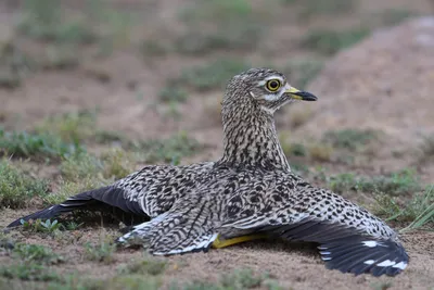 Авдотка капская - Burhinus capensis