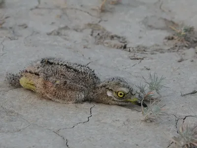 Авдотка (Burhinus oedicnemus). Птицы Европейской России.