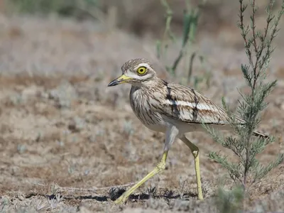 Авдотка капская - Burhinus capensis