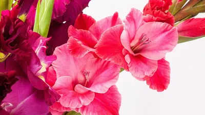 August Birth Flowers: Gladiolus and Poppy | The Old Farmer's Almanac