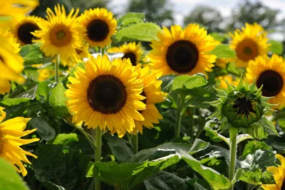 10 Flowers to Pick in August | BBC Gardeners World Magazine