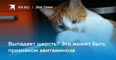 Алопеция (выпадение шерсти у собаки): симптомы, причины, лечение | ВКонтакте