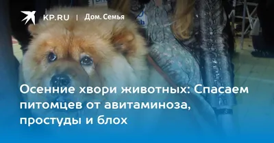 Выпадает шерсть? Это может быть признаком авитаминоза - KP.RU