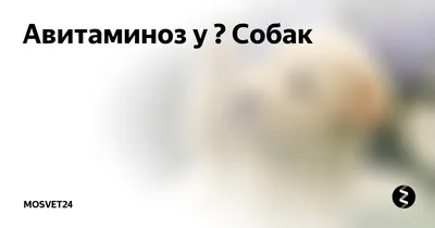 Авитаминоз у 🐶 Собак | MOSVET24 | Дзен