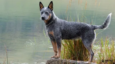 Австралийская пастушья собака хилер - фото и описание породы | Pet-Yes