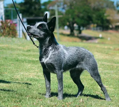 Собаки породы Австралийская короткохвостая пастушья собака - ICA.DOG