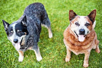 Файл:Australian Stumpy Tail Cattle Dog.jpg — Википедия