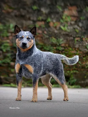 Australian Cattle Dogs | Австралийская пастушья собака | Австралийский  хилер | Blue heeler dogs, Heeler puppies, Dog breeds