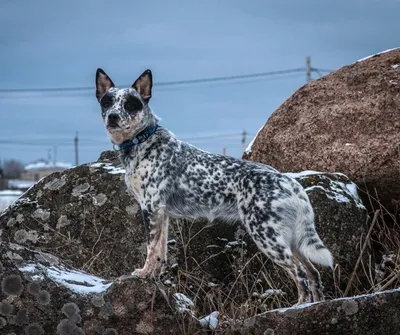 Australian Cattle Dogs | Австралийская пастушья собака | Австралийский  хилер | Austrailian cattle dog, Cattle dog, Herding breed