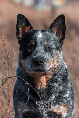 Австралийская пастушья собака Австралийский хилер Australian Cattle Dog |  Herding dogs breeds, Aussie cattle dog, Austrailian cattle dog