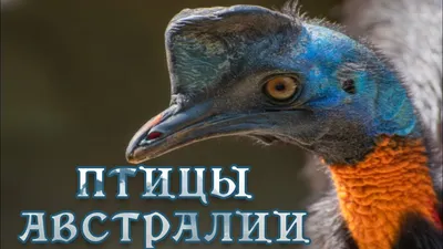 Австралийские птицы - пурпур Swamphen Стоковое Фото - изображение  насчитывающей буш, пурпурово: 45339358