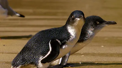 Купить посуду коллекции «Птицы Австралии (Birds of Australia)» в магазине  посуды