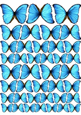 бабочки голубые #бабочкитагуи #buterfly #бабочкиголубые | Бумажные бабочки,  Бабочки, Шаблоны открыток