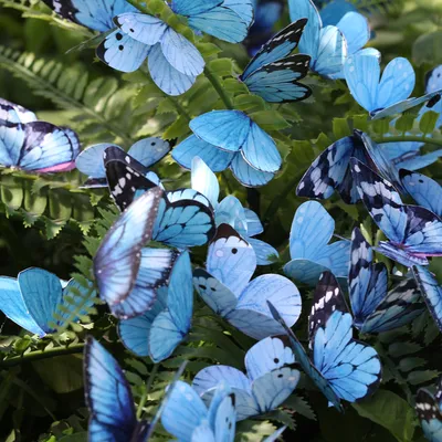Даже взмах крыла бабочки может вызвать цунами» | Эффект бабочки и теория  хаоса