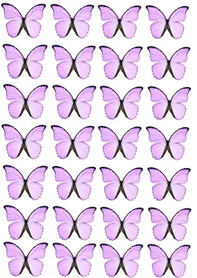 ТОП-10: самые красивые бабочки в мире | Wildlife animals | Дзен