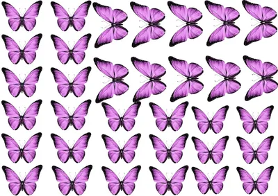 бабочки | Бумажные бабочки, Шаблон бабочка, Букет