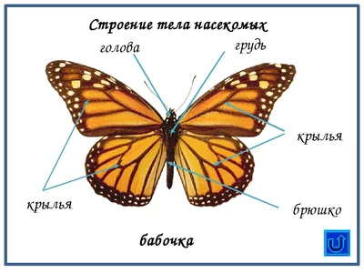 Купить Пищевая картинка для капкейков \"Бабочки фуксия\" в Москве в  интернет-магазине | цены в каталоге YourSweety