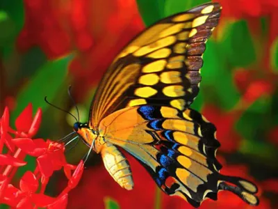 Цвет бабочки прозрачный фон иллюстрации, бабочка, Летающие бабочки, цветная  бабочка фон картинки и Фото для бесплатной загрузки