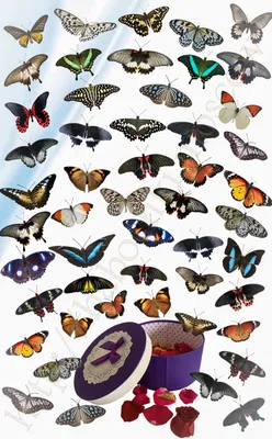Салют из 51 бабочки (25 до 15 см. + 26 до 10 см.) - Продажа живых бабочек в  Москве и Московской области