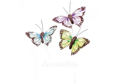 Стадии развития бабочки жизненный цикл превращение из гусеницы статья на  сайте магазина ферм бабочек Флай-Флай — fly-fly.ru