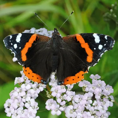 К чему снятся бабочки: толкование снов про бабочек