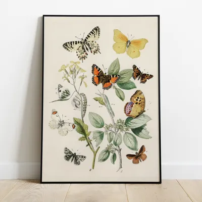 Бабочки из перьев на вставке | Купить искусственные бабочки в  интернет-магазине Domovitto