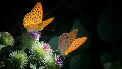 Вафельные бабочки двухсторонние, 10 шт