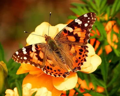 Живые бабочки Сергиев Посад