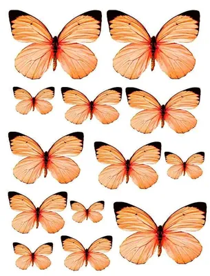 Бабочки регулируют температуру своих крыльев