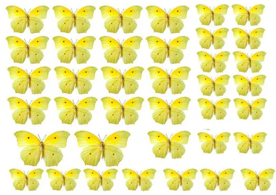 Бабочки В Полете — стоковая векторная графика и другие изображения на тему  Бабочка - Бабочка, Весна, Векторная графика - iStock