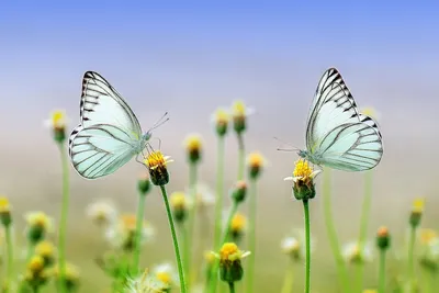Бабочки для букета - купить с доставкой по выгодным ценам в  интернет-магазине OZON (1168512010)