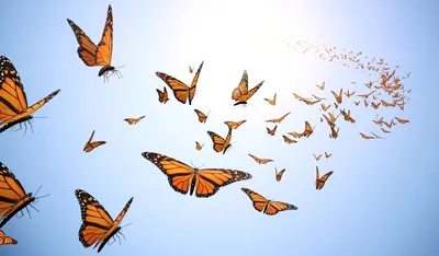 Мечта бабочки. Притча от Петра Мордковича.