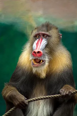 Yellow Baboon | Jimmy Edmonds | Flickr