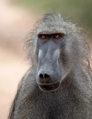 Малыш бабуин. Фотограф: mogenstrolle | Baboon, Pet monkey, Cute animal  pictures