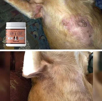 Бактериальный фолликулит у собак / Canine bacterial folliculitis