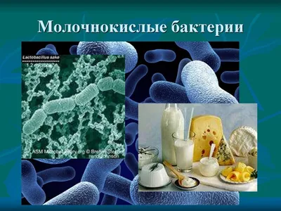 Бактерии под микроскопом, полезные и опасные бактерии - 7 октября 2019 -  59.ру