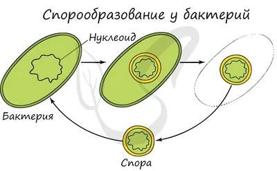 Неизвестные науке виды бактерий нашли в озерах Забайкалья | Новости науки